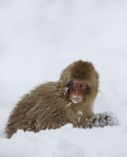 Snow monkey baby in snow