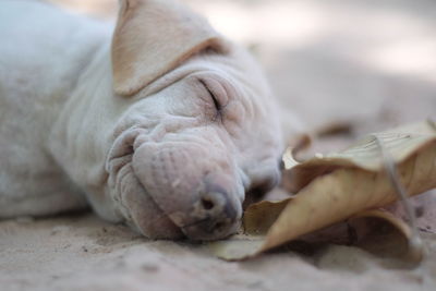 Close-up of dog sleeping outdoors