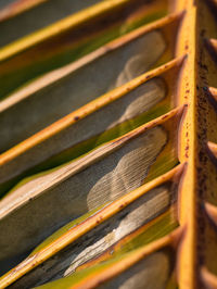 Detail shot of  coconut leaf