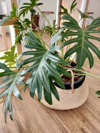 Close-up of potted plant on table