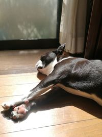 High angle view of dog resting on floor at home