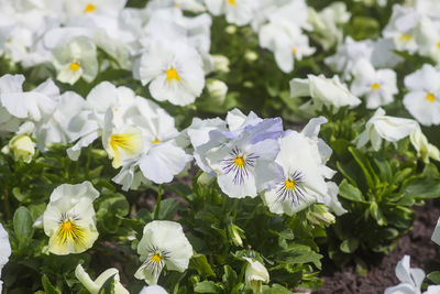 Close-up of white flowering plants