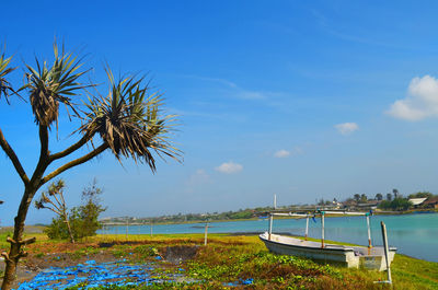 Scenic view of palm trees against blue sky