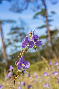 Close-up of purple flowering plant