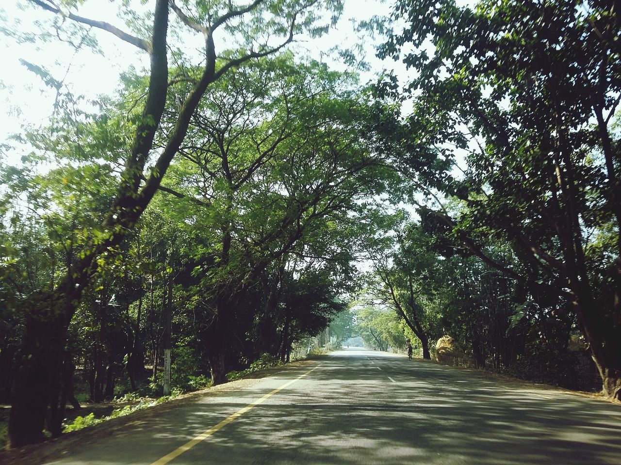 tree, the way forward, diminishing perspective, road, vanishing point, tranquility, growth, treelined, transportation, nature, empty road, tranquil scene, branch, footpath, empty, long, forest, green color, beauty in nature, street