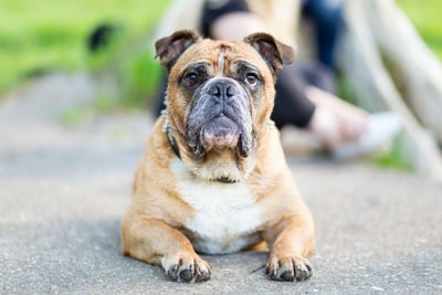 Portrait of dog sitting outdoors