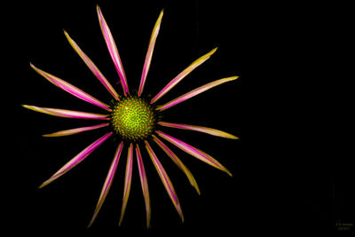 Close-up of multi colored flower against black background