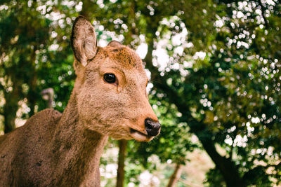 Deer in a forest