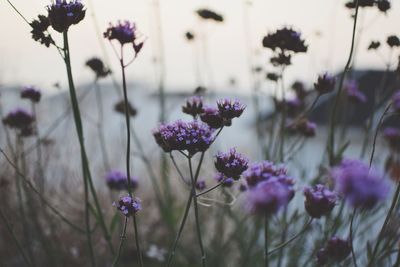 Close-up of fresh purple flowers blooming outdoors