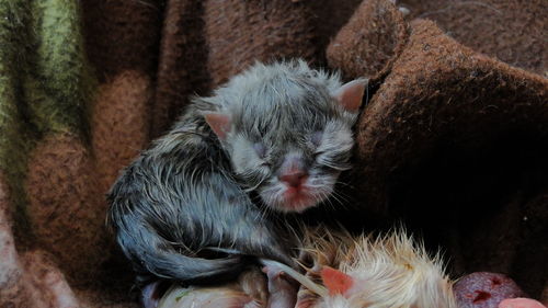 Close-up of newborn kittens on blanket
