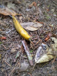 Close-up of lizard on field