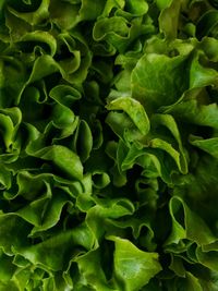 Full frame shot of green leaves