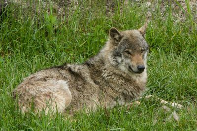 Close-up of sheep on field