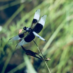 Close-up of dragonfly on leaf