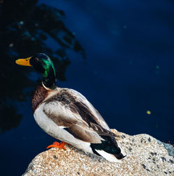 Close-up of bird perching on rock
