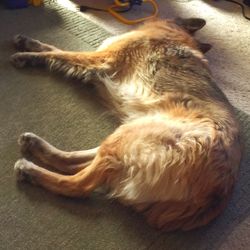 Close-up of dog sleeping