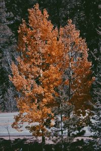 Trees in autumn