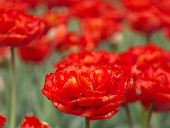 Close-up of red poppy blooming outdoors