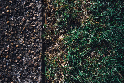 High angle view of trees growing on field