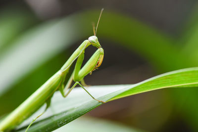 Close-up of insect on leaf