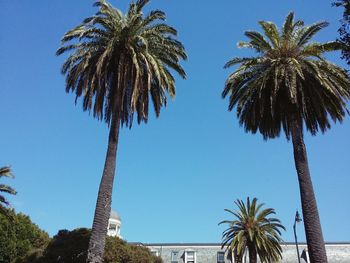 Low angle view of palm trees against clear blue sky