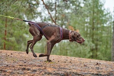 Side view of a dog running on ground