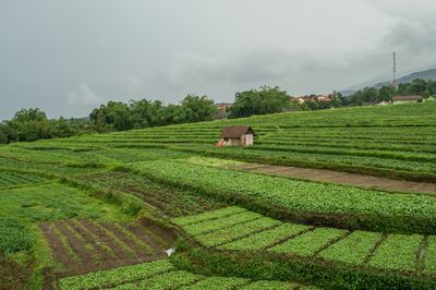 Scenic view of agricultural field against sky