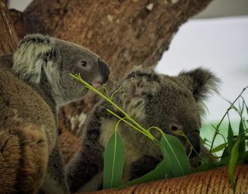 Close-up of a koala bear on tree