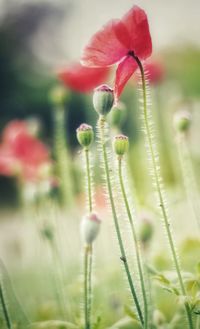 Close-up of flowering plant on field