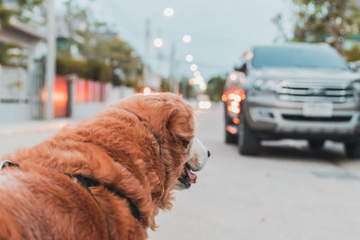 Dog looking away on street in city