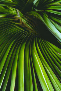 Full frame shot of palm tree leaves