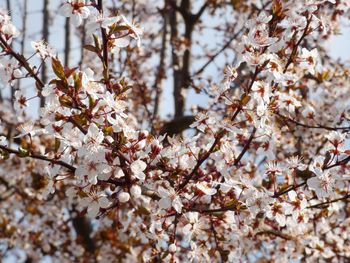 Close-up of cherry blossoms in spring