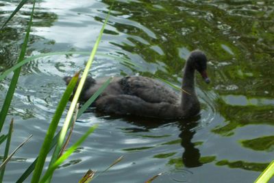 Duck swimming in lake