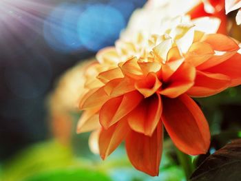 Close-up of flower blooming outdoors