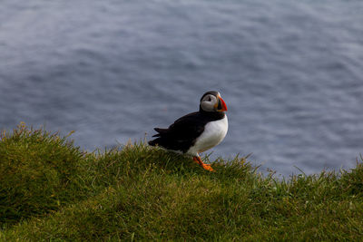 Bird perching on a rock