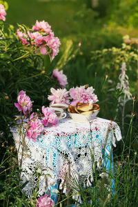 Close-up of pink flowering plants on field