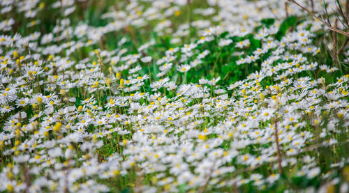 Close-up of flowers growing in field