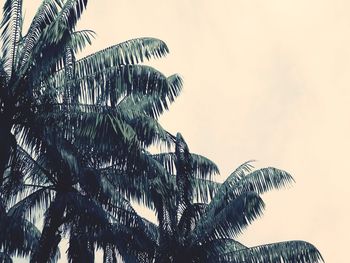 Low angle view of palm tree against sky