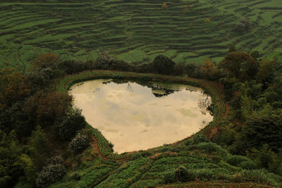 Scenic view of rice paddy against sky