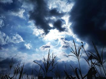 Low angle view of silhouette plants against dramatic sky