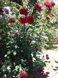 Red flowers blooming outdoors