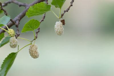 White mulberry morus alba on the branch. fresh white organic mulberry fruit.