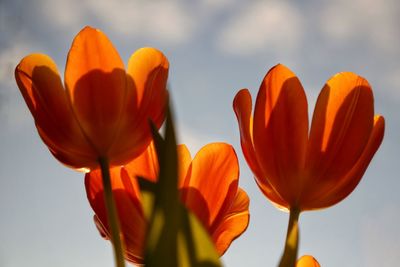 Close-up of orange tulips against sky