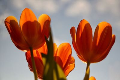 Close-up of orange flower against sky