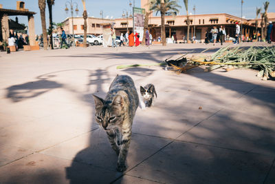 Kitten following an adult cat on square, marrakesh, morocco.