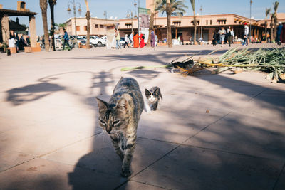 Cat on street in city