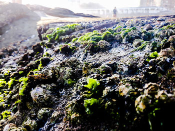 Close-up of moss growing on rock