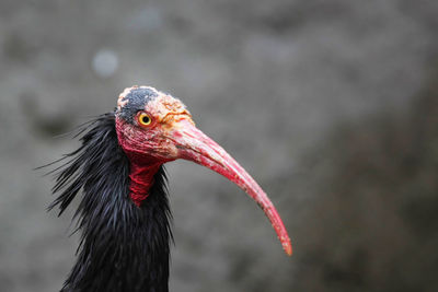 Ibis portrait, close up on tropical bird