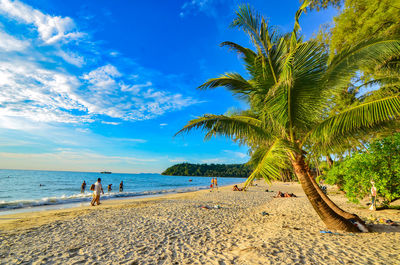 Palm trees on beach against sky