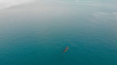 High angle view of person in sea